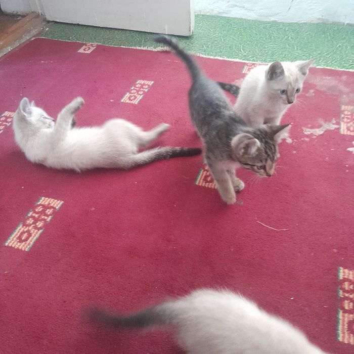 Котята бесплатно