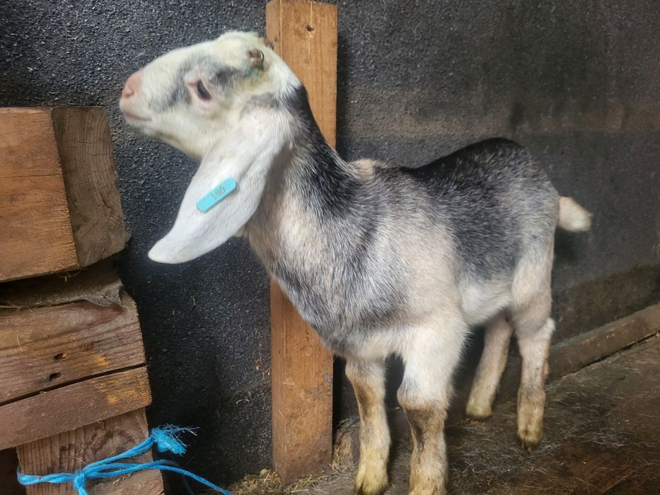 Tap de prasila de tinut