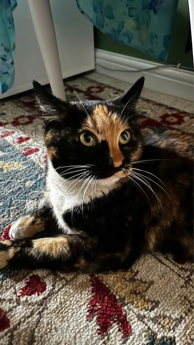 трехшерстная кошка Ромашка