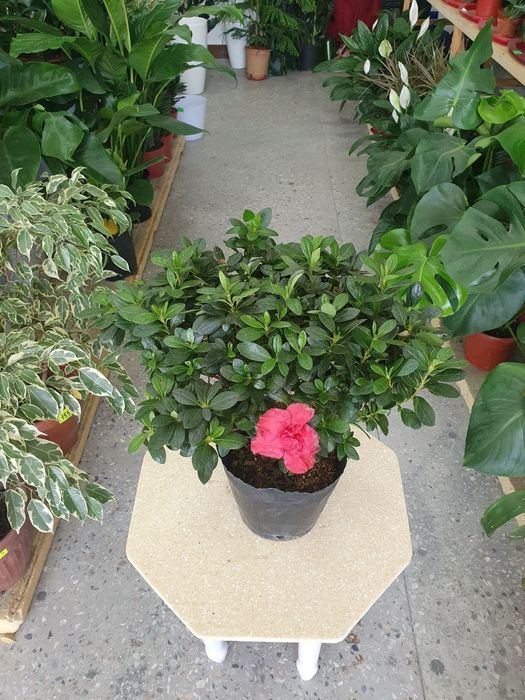 Azaliya Азалия .