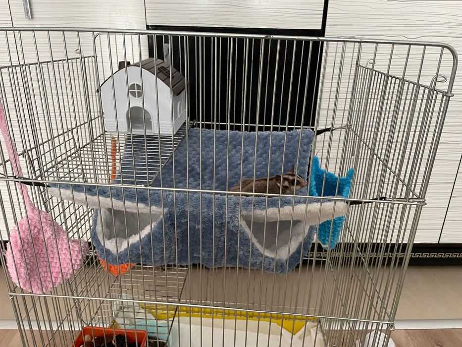 Оборудвана клетка за захарна катерица