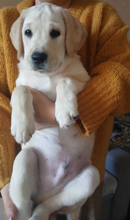 Продаётся Лабрадор