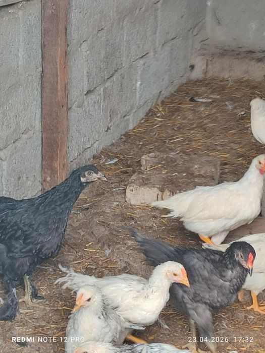 50 та адлер 5 та кора товук сотилади