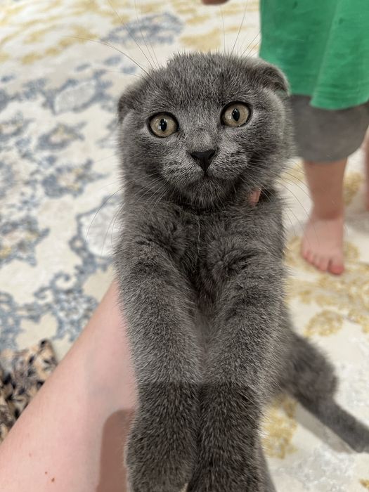 Продается скотиш фолд