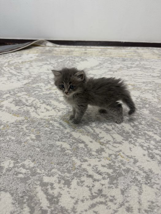 Отдам котенка даром