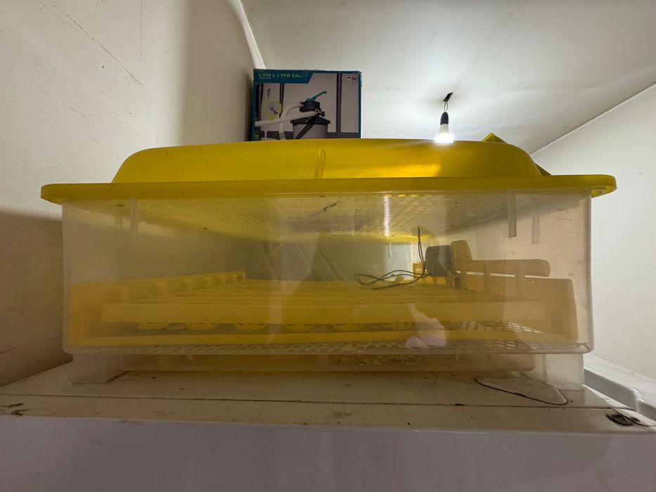 Incubator 56 oua de vanzare