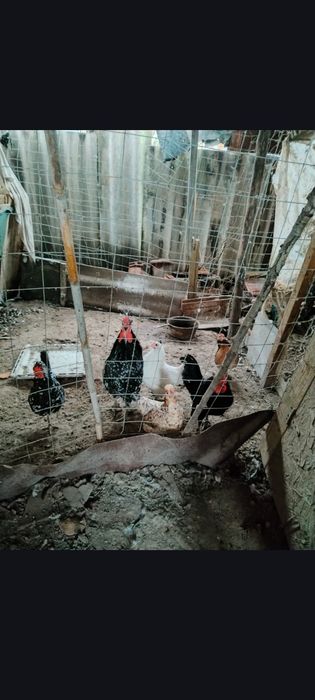 Cocoși pitici tineri