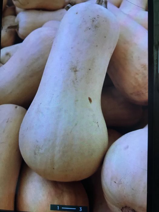 Семена Тыквы-японка мускатная батернат