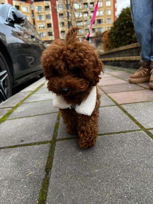 Той пудел & Мини пудел,  Fci, Genetic, PL