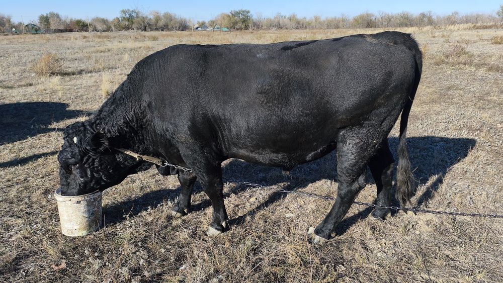 Продам быка два года