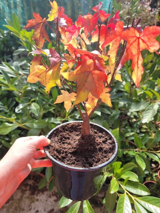 Liquidambar styraciflua [Arborele de cauciuc]