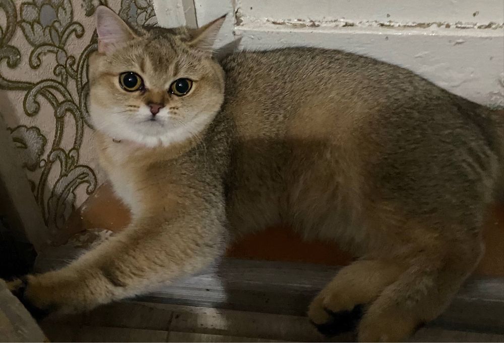 Золотая шиншилла