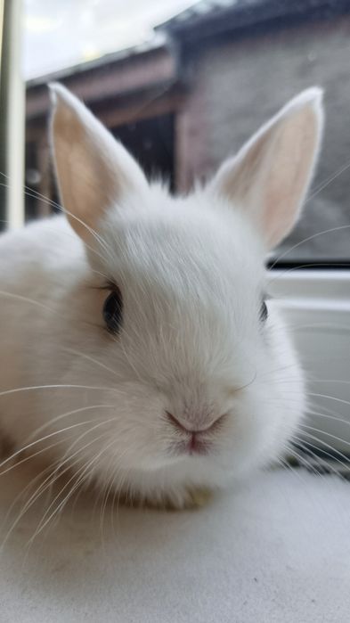 Крольчата декоративные