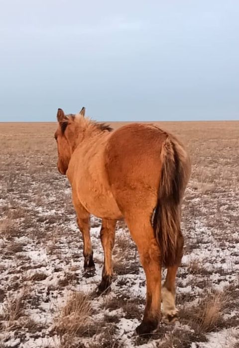 Жабағы Жабағы оптом продам.