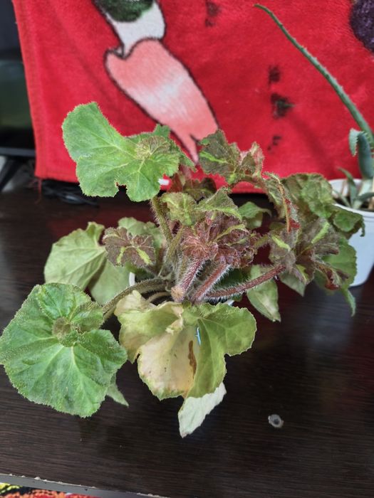 Любой за 800. Растения