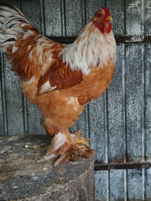 Vând cocoș brahma lemon