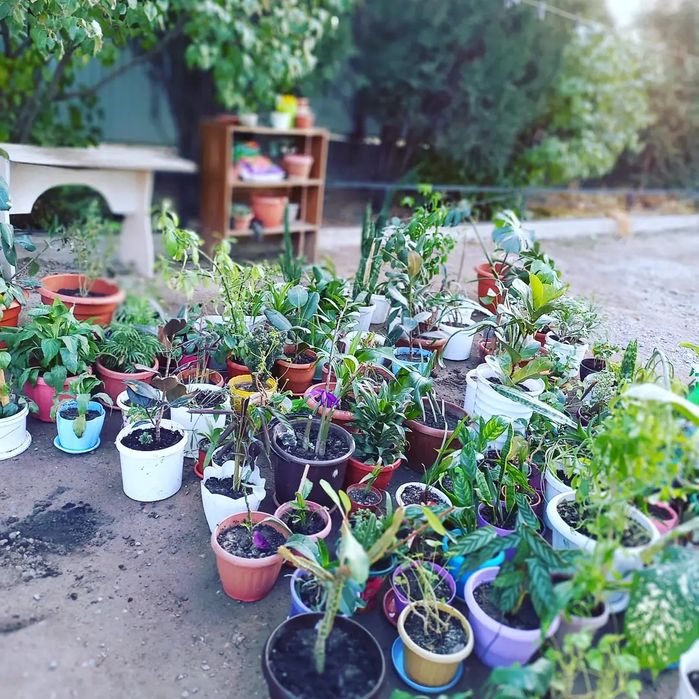 Продам цветы разные. Цена от 1500т