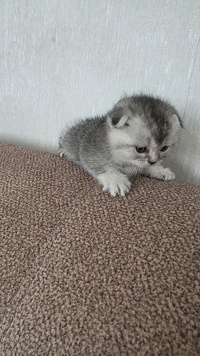 Продам шотландских котят