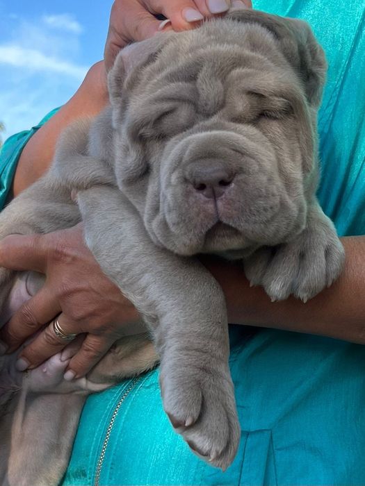 Мастино наполетано