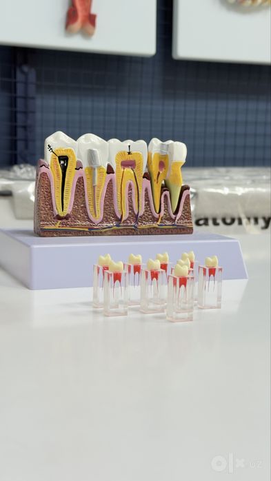 Стоматологик Тиш Моделлари ва Фантомлар Dental Model