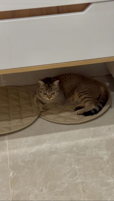 Кошечка в добрые руки