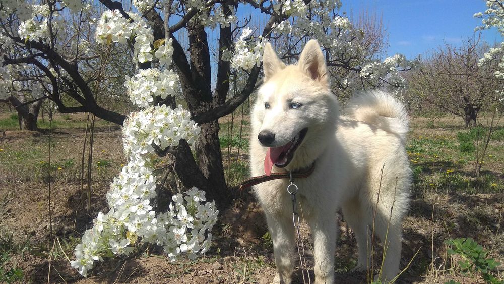 Сибирский хаски йуколди