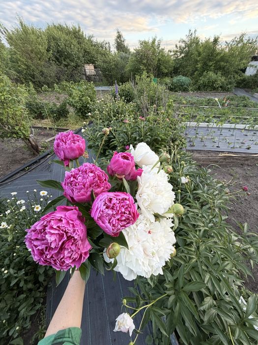 Продам пионы дачные