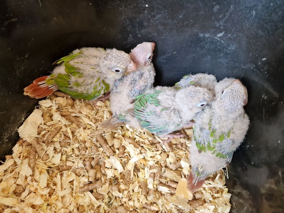 Двойки Папагали пирури.