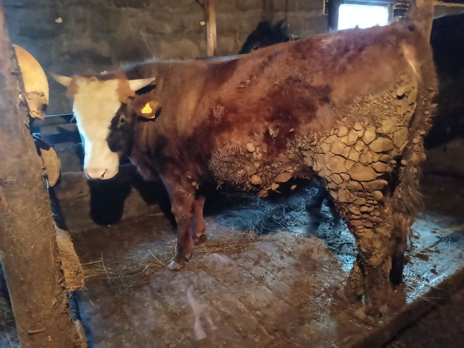 Продам бык (1год )