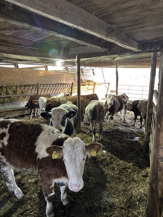 Bălțati românești