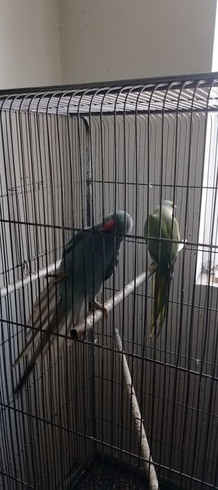 Vând Micul Alexandru