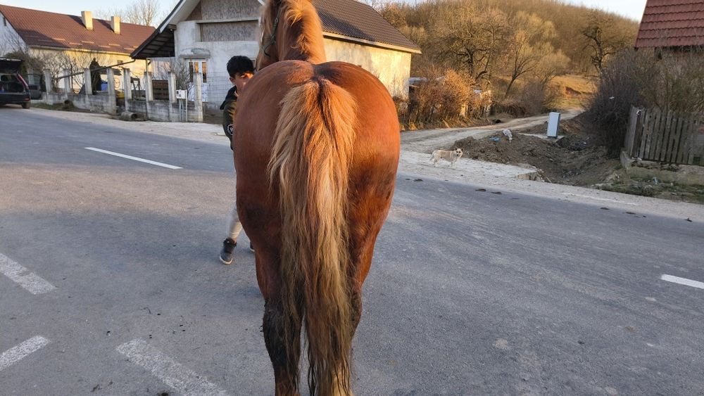 Iapa de vânzare cu acte
