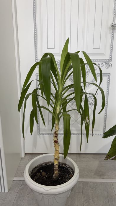 Пальма Юкка взрослое растение