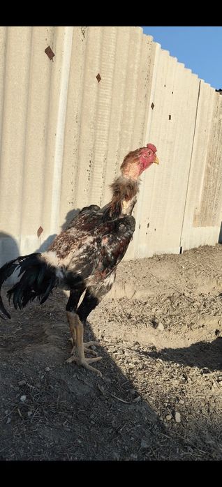 Продается дакан майский