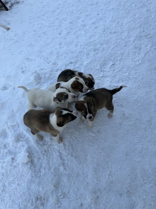 Продам щенков алабая