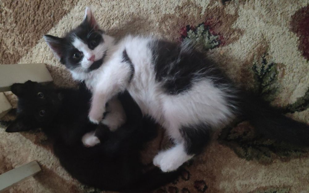 Котенок в хорошие руки