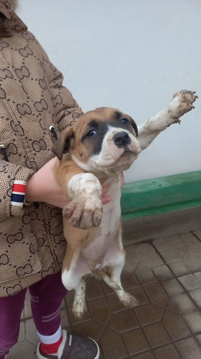 Щенки питбуль 1 месяц