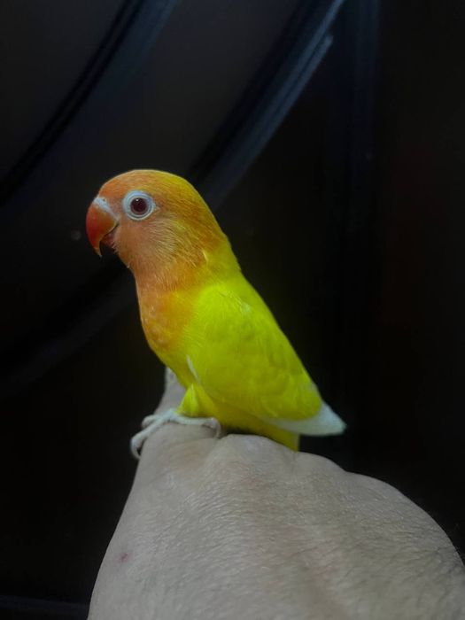 Ruchnoy nerazluchnik popugay