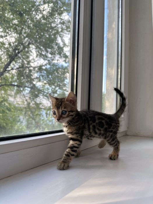 Продам бенгала девочка