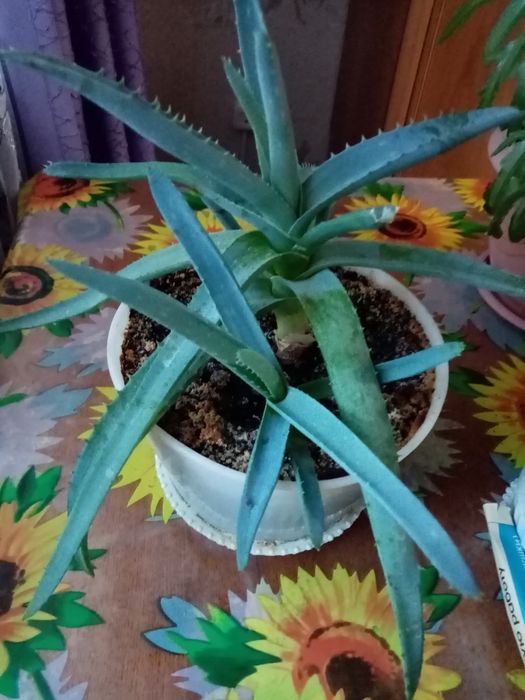 Алоэ вера, лекарственный