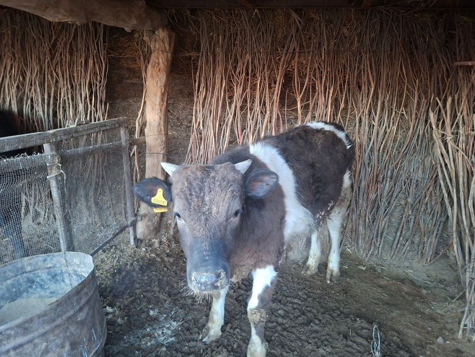 Семиз баспактар бар