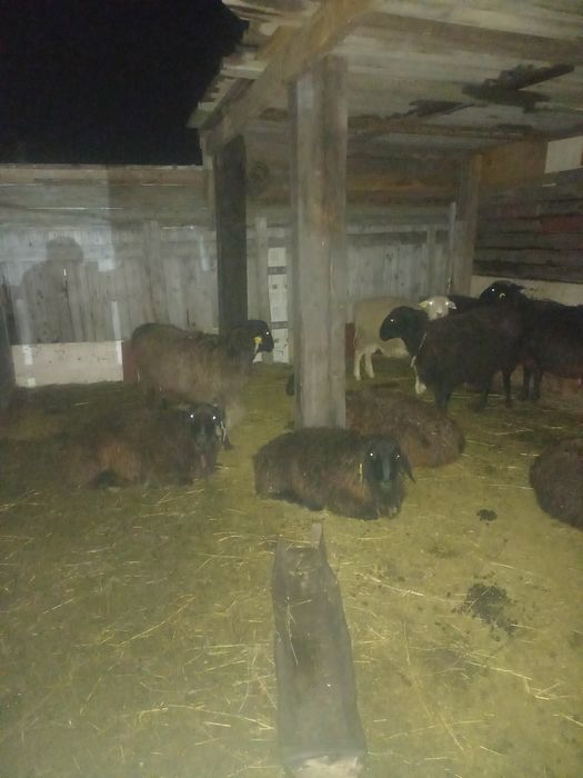 Бараны Бараны Бараны