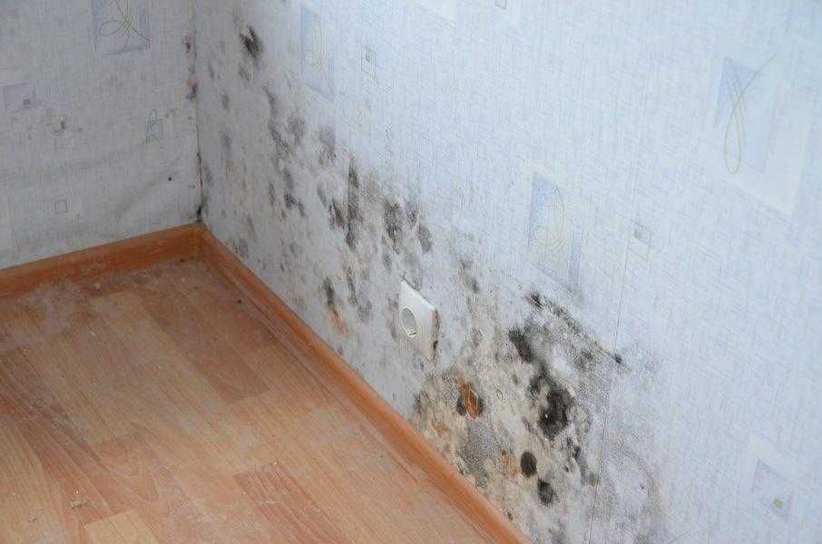 Антисептик для защиты стен от плесени и грибка Sterylsan MUFFASAN.