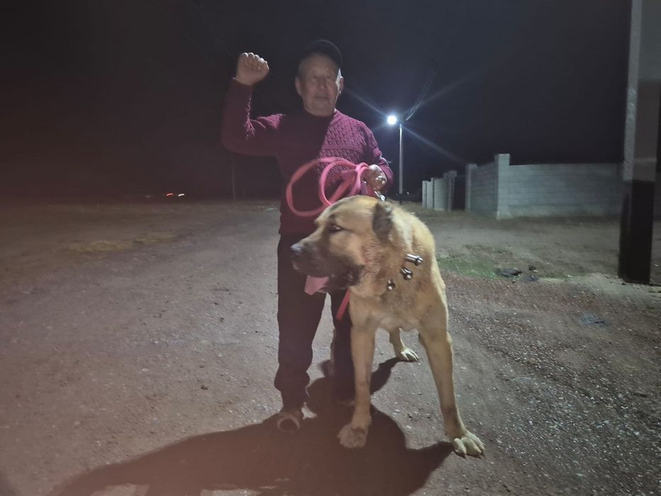 Продам супер тяжа огромный кобель