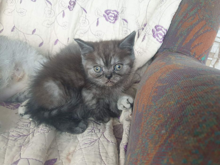 Pisici british disponibili
