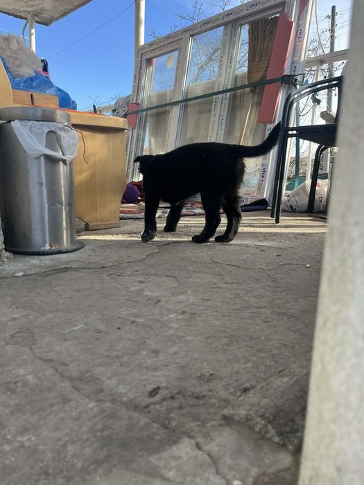 Подарявам кученца