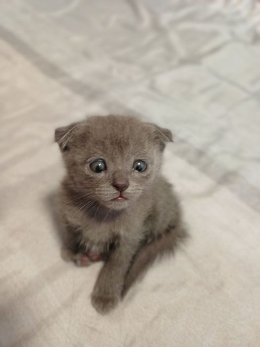 Parodali va bez paroda mushuk va mushukchalar