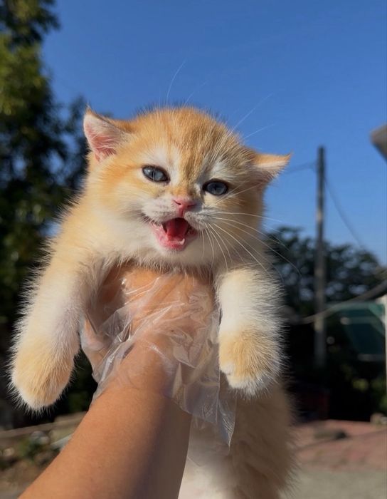 Котенок Британская Золотая Шиншилла