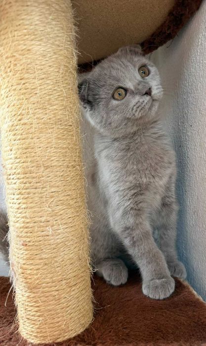 British Scottish Fold