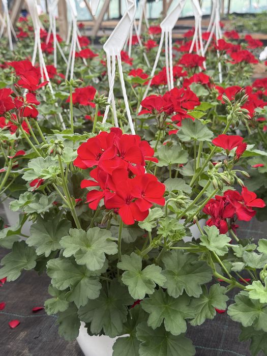 Ghivece agatatoare cu muscate caliope, petunii curgatoare, mixuri de flori la angro engross
